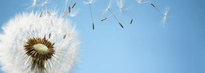 Pusteblume